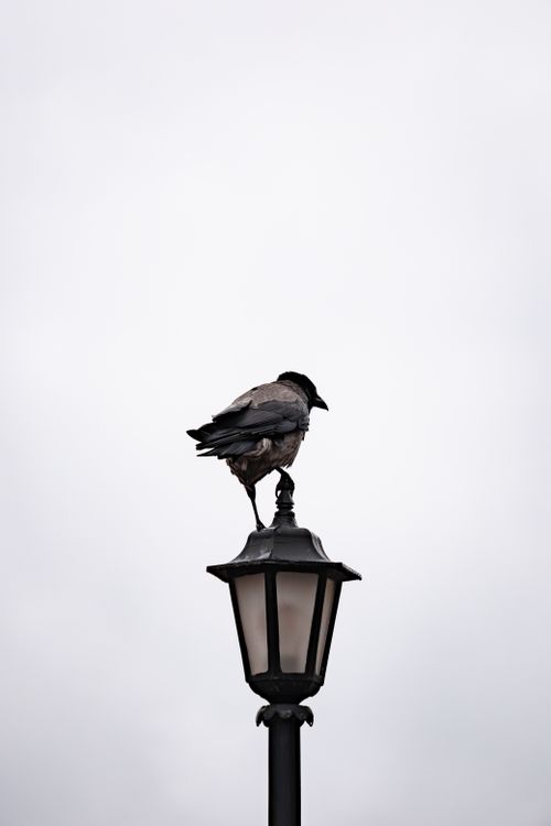 Free A hooded crow sits atop a classic outdoor lamp post with a cloudy sky backdrop. Stock Photo