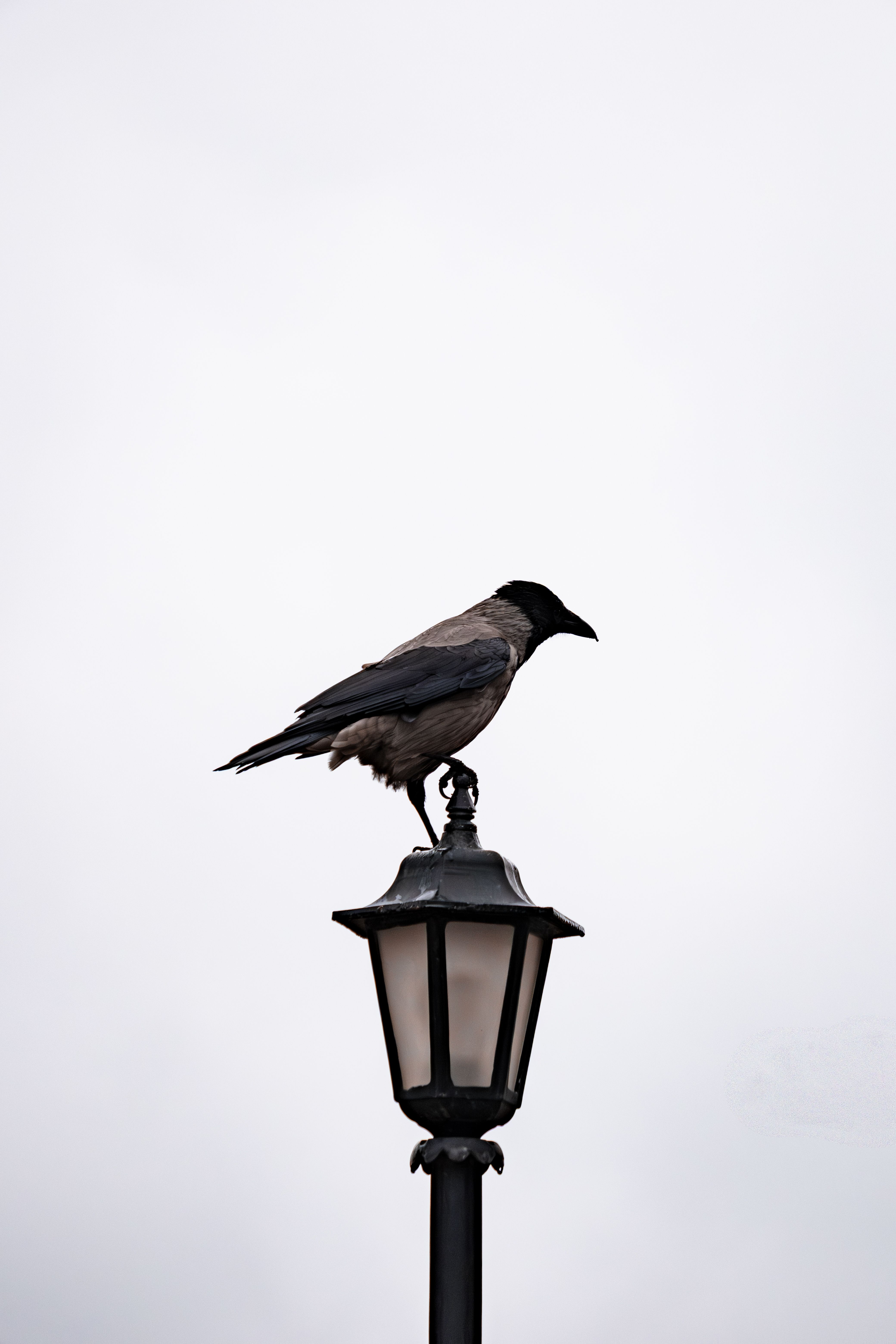 Crow C++: Guia completo com exemplos práticos