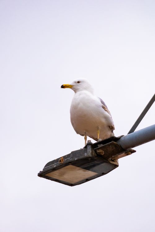 Free A solitary seagull perched on a street lamp against a clear sky in Yalova, Türkiye. Stock Photo