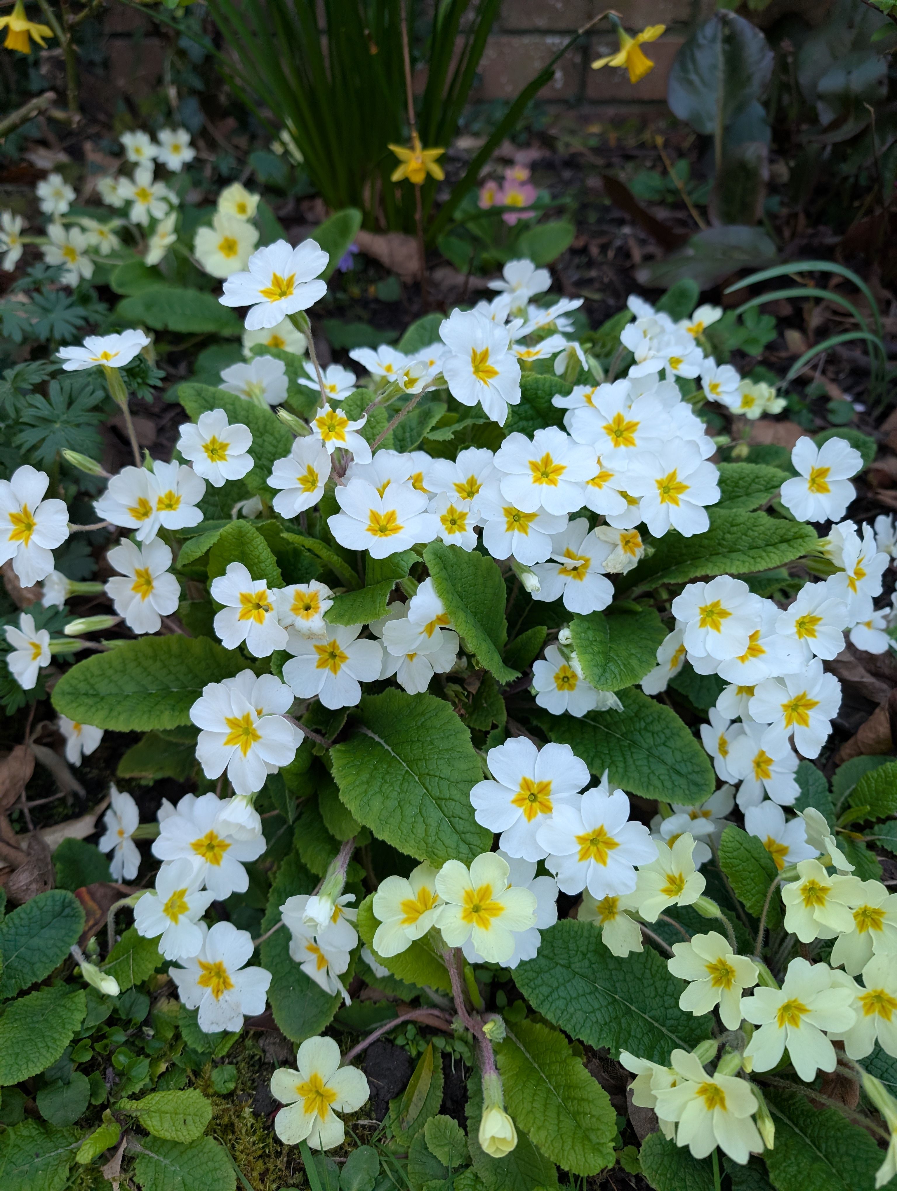 Plant in Loose, Informal Clusters