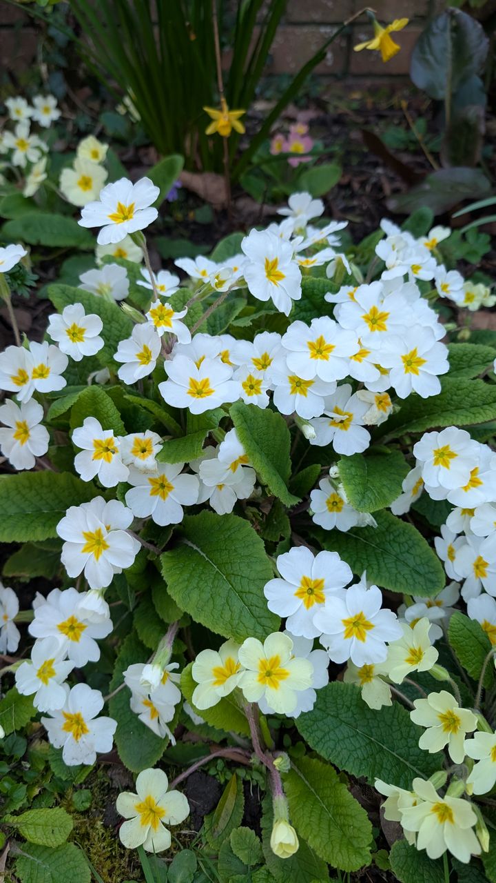 Plant in Loose, Informal Clusters