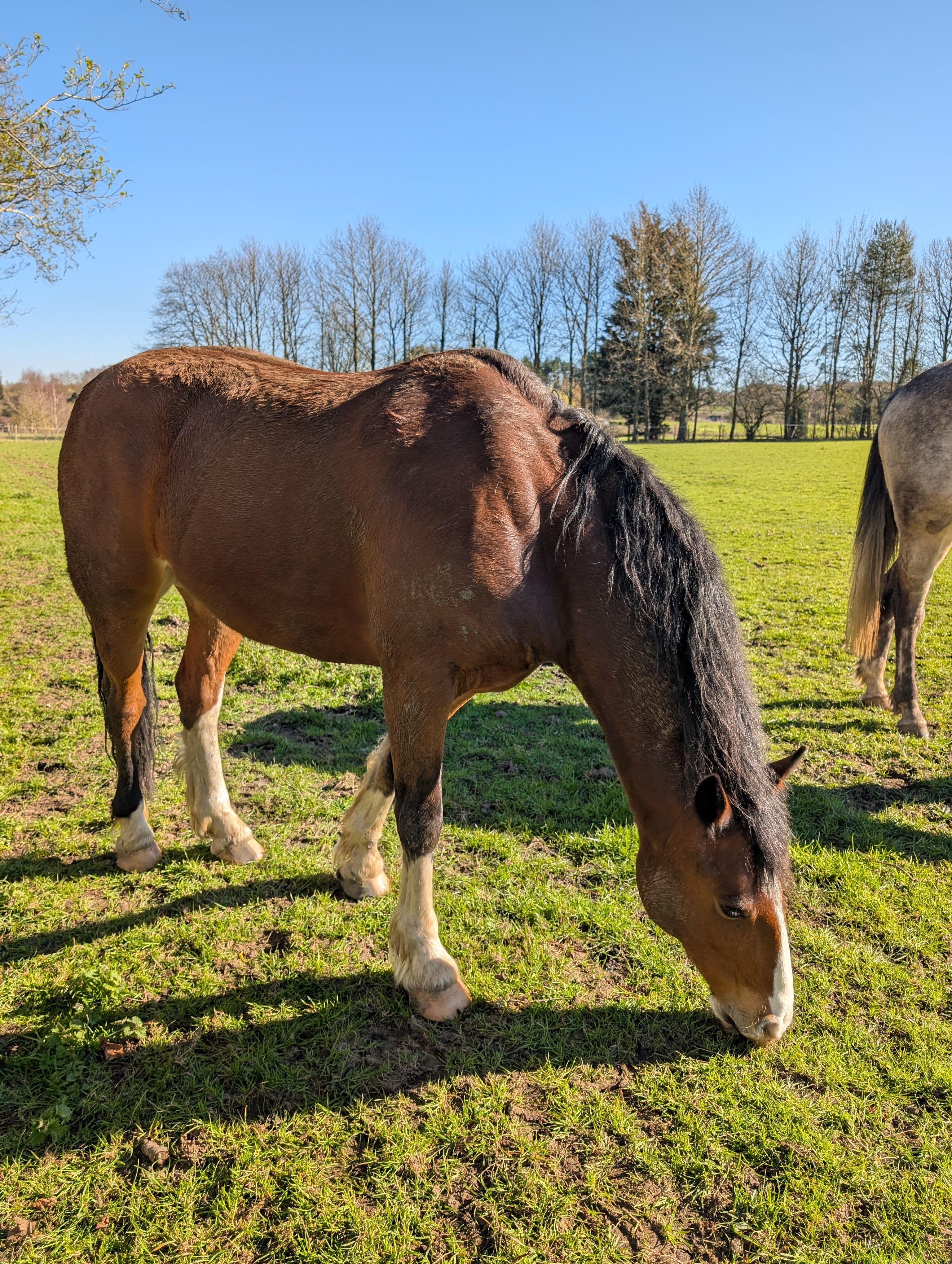 Brown horse grazing in lush green pasture · Free Stock Photo