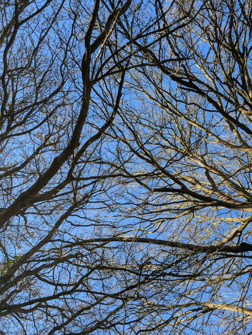 Free Detailed view of interwoven bare tree branches stretching across a bright blue sky. Stock Photo