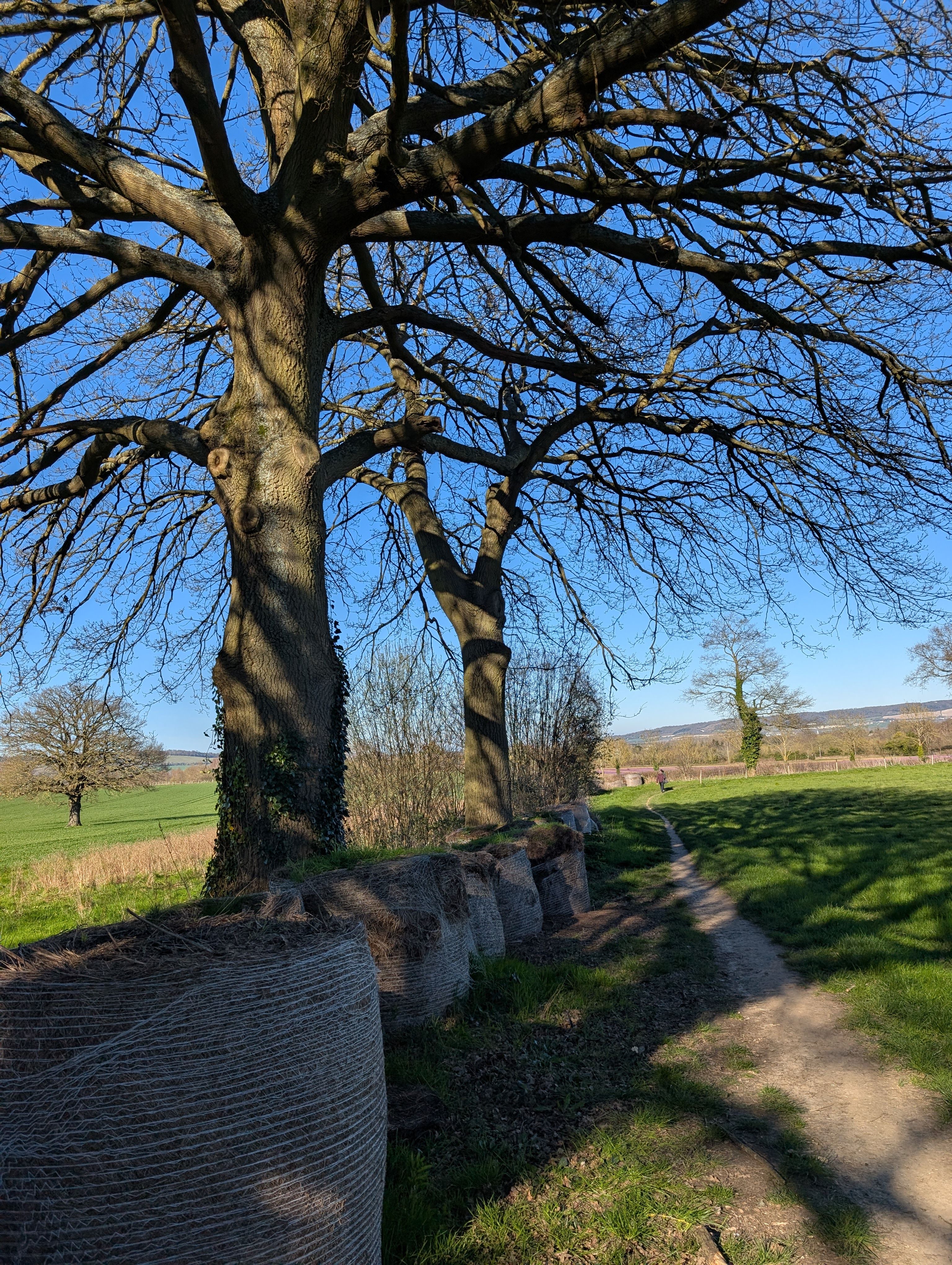 Rural Landscape with Trees and Hay Bales · Free Stock Photo
