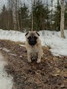 Adorable Pug in Snowy Finnish Forest Path