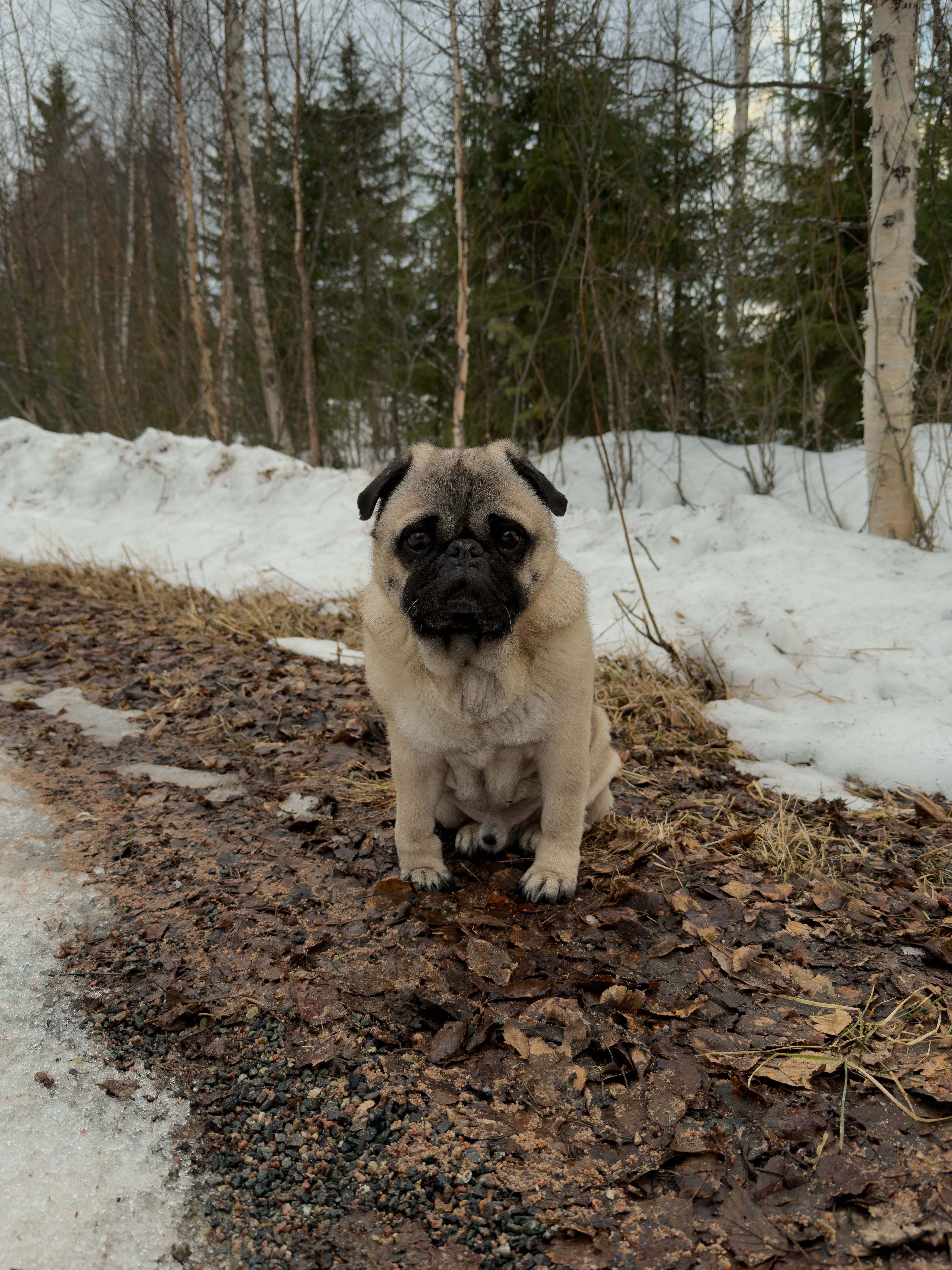 Adorable Pug in Snowy Finnish Forest Path · Free Stock Photo