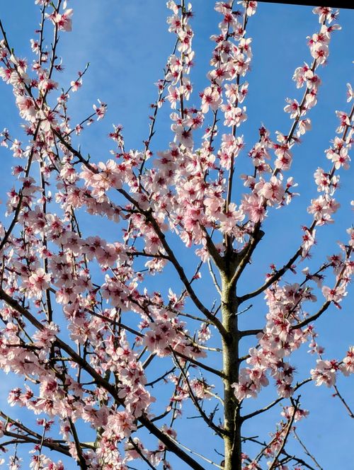 Free Vibrant pink blossoms on tree branches in full bloom under clear blue sky. Stock Photo