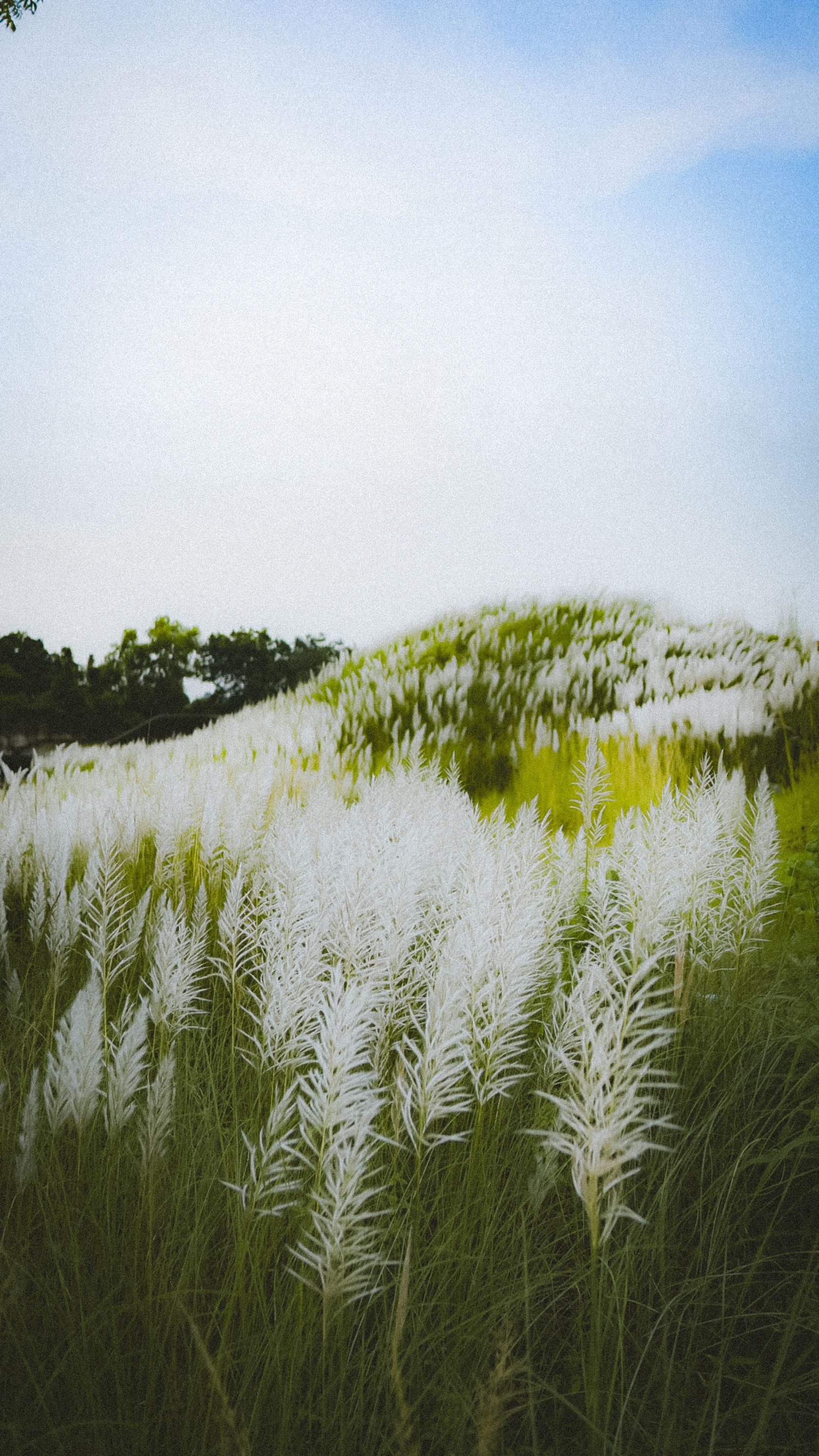 A peaceful landscape featuring blooming white wild grasses under a clear blue sky.