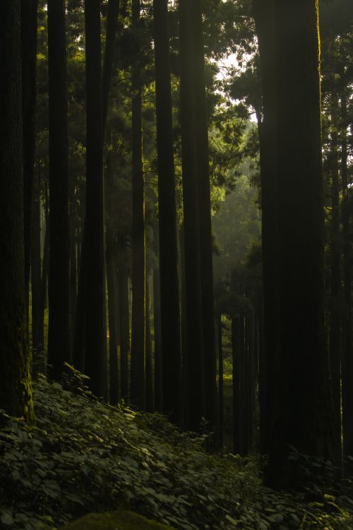 Free Capture of a tranquil forest with sunlight filtering through tall tree trunks. Stock Photo