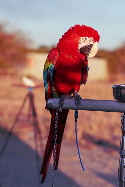Free Close-up of a colorful Scarlet Macaw perched on a stand in a serene outdoor setting. Stock Photo
