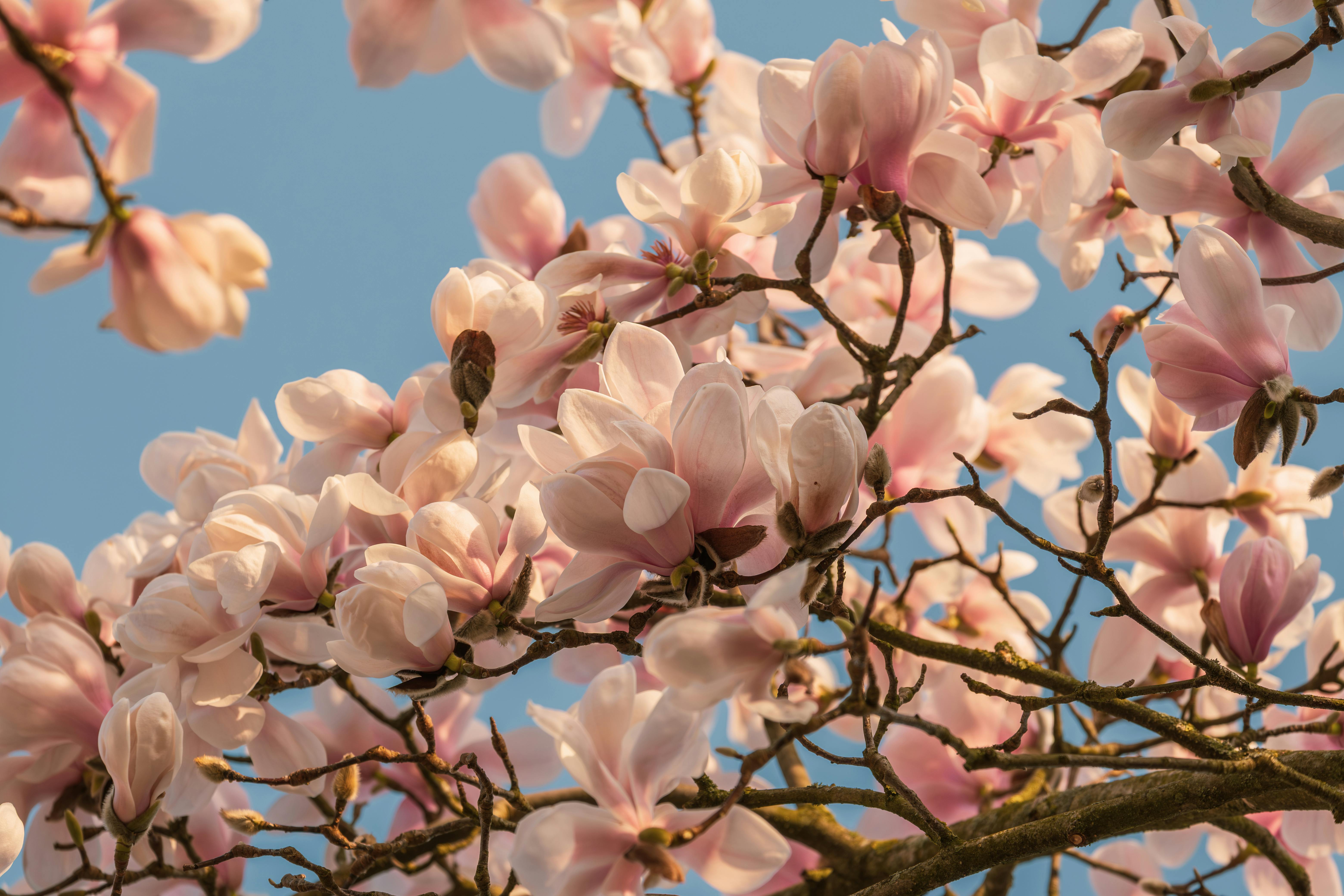 Magnolia’s AAA Hobbies To Close 2026 (Second Half). Iconic Hobby- Craft Emporium — Photo by Ilo Frey on Pexels