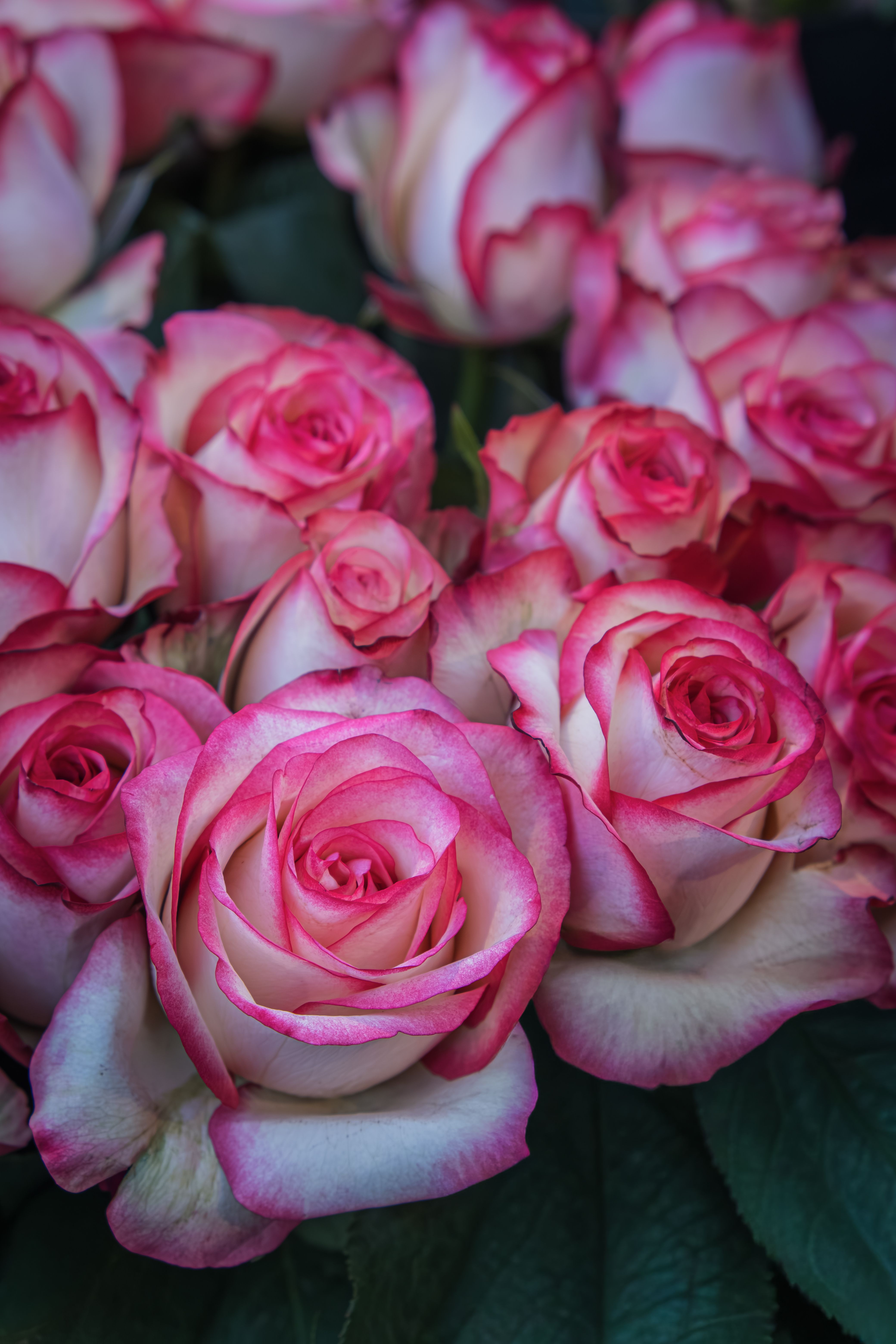 Close-Up of Pink and White Roses · Free Stock Photo