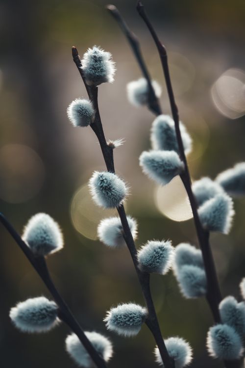 Free Artistic close-up photo of fluffy pussy willow catkins with a bokeh background. Stock Photo