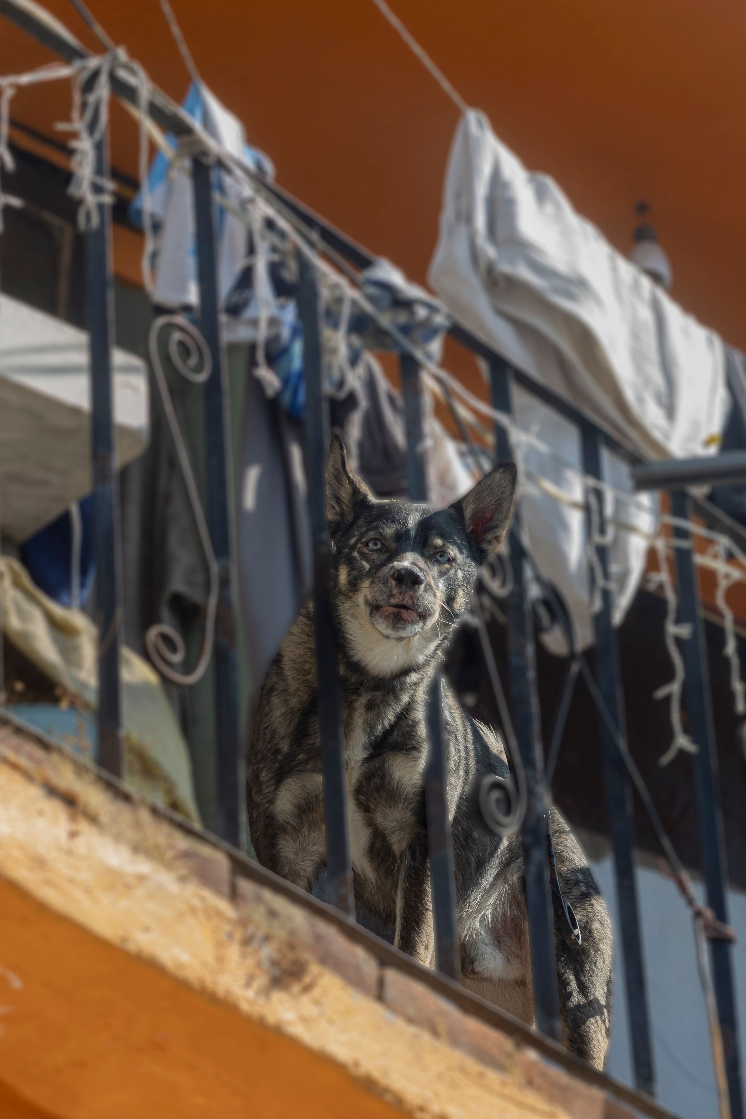 Alert small dog looking out from a home balcony