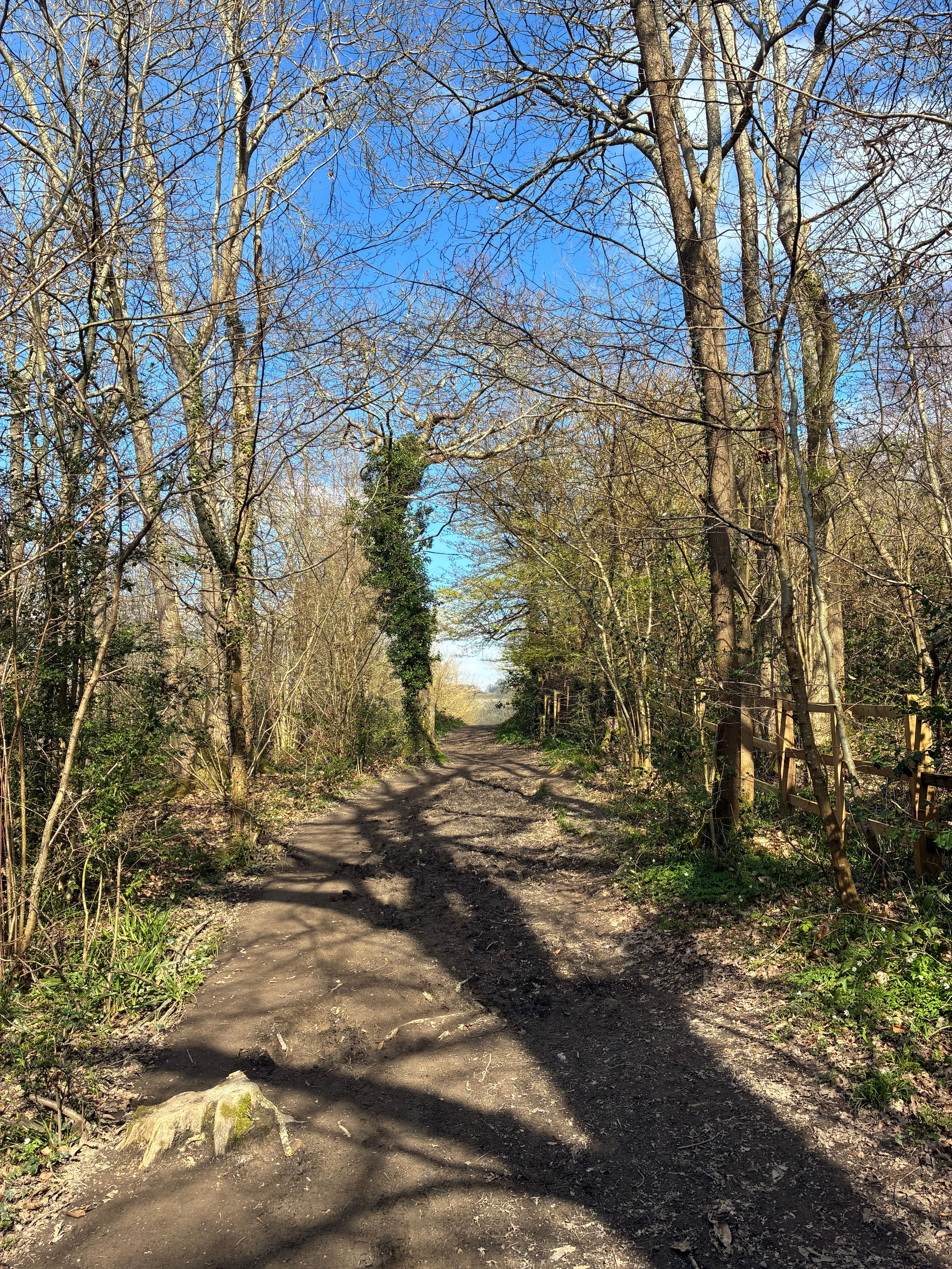 Scenic Woodland Pathway in Kent, England · Free Stock Photo