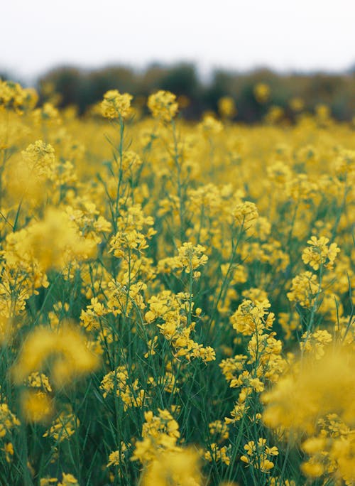 Kostnadsfri bild av blomsteräng, bondgård, delikat