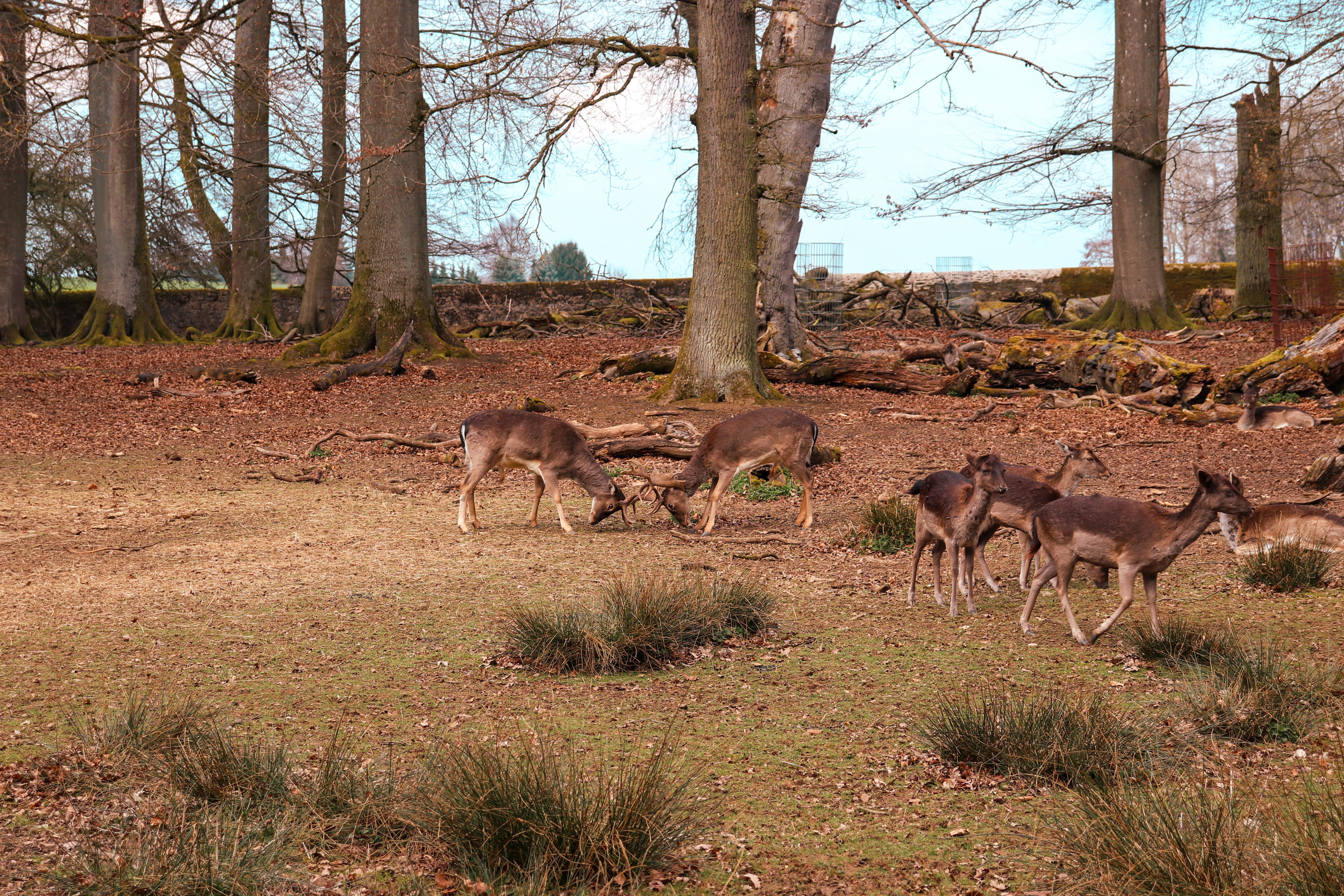 Fallow deer grazing under oak trees in the parkland surrounding the royal palace at Riofrio near Segovia