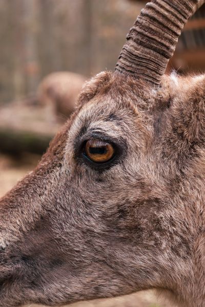 Animalico