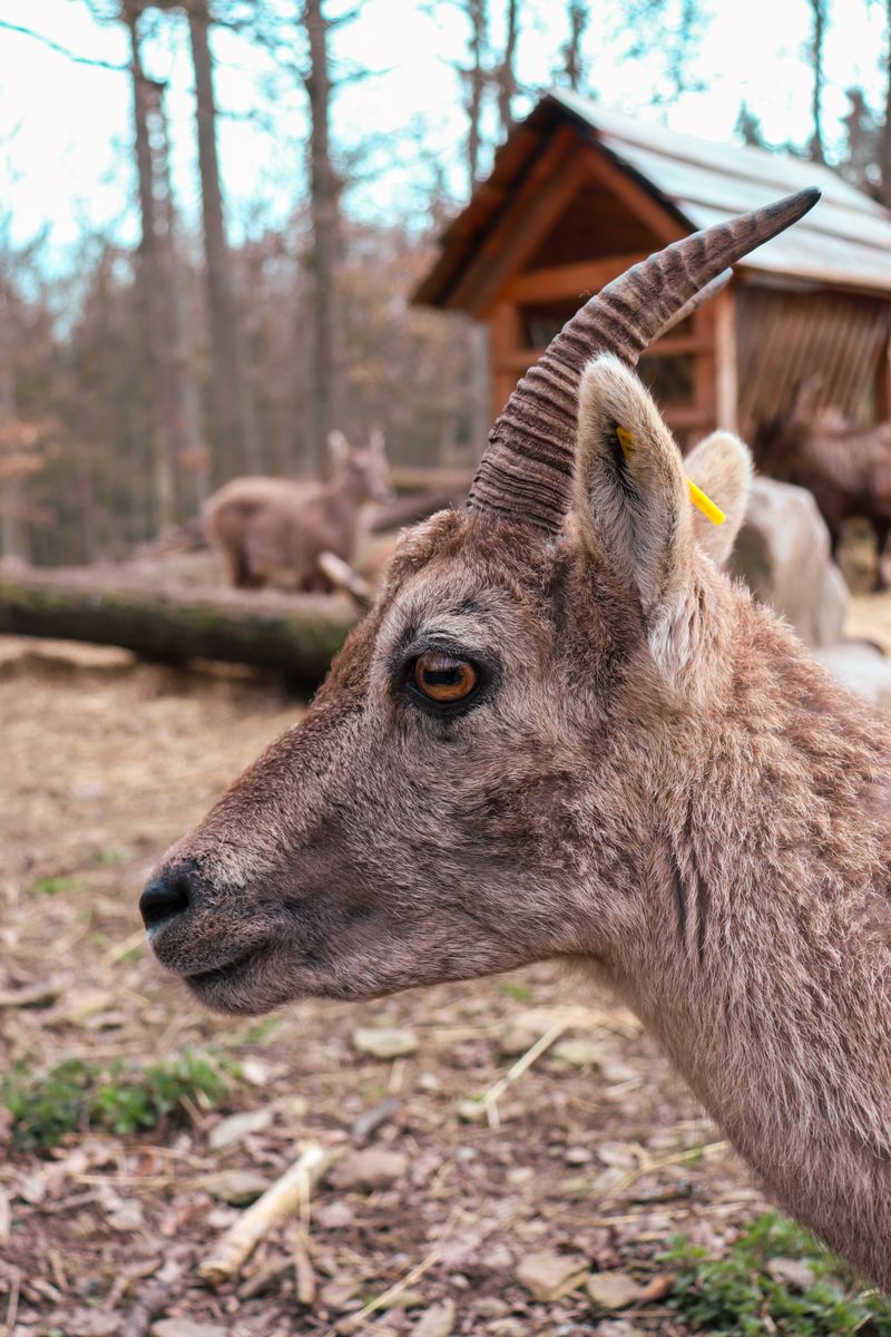 A close-up view of a wild goat in a forest with a rustic wooden shelter in the background.