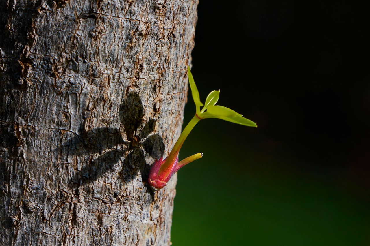 close up shot of a new plant sprout emerging from a tree trunk in brig