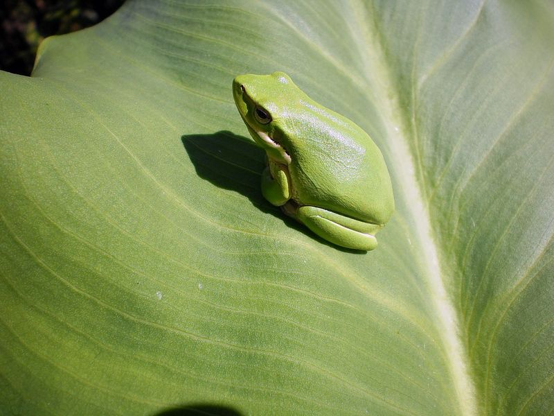 A vibrant green tree frog perched on a large green leaf in Tenterfield, Australia.