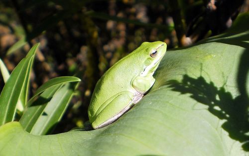 Free A green tree frog rests on a leaf in sunlight, showcasing its vibrant colors in a natural setting. Stock Photo