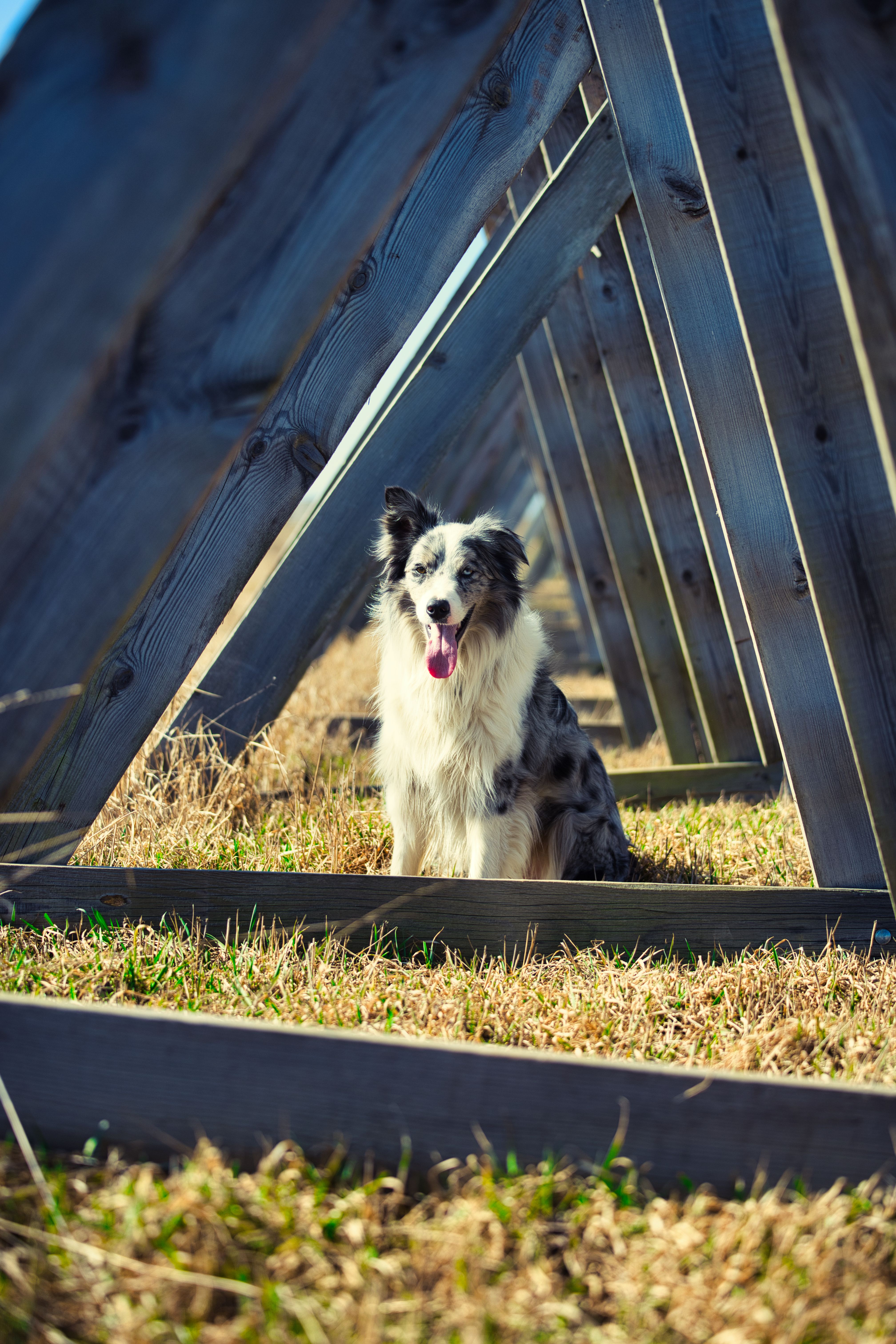 A happy Border Collie explores an outdoor wooden structure.