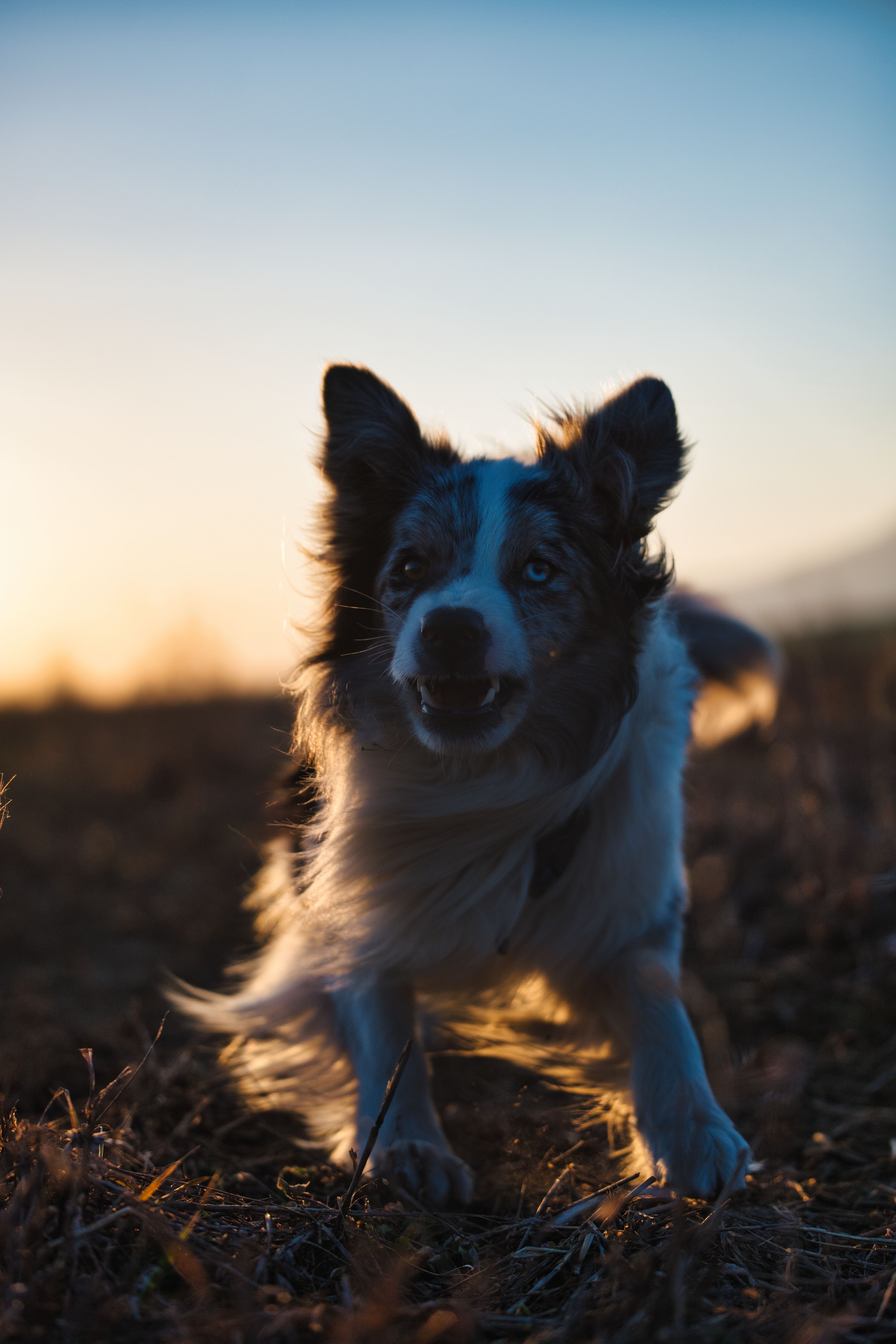 A dynamic shot of a border collie dog running outdoors during sunset in Poprad, Slovakia.