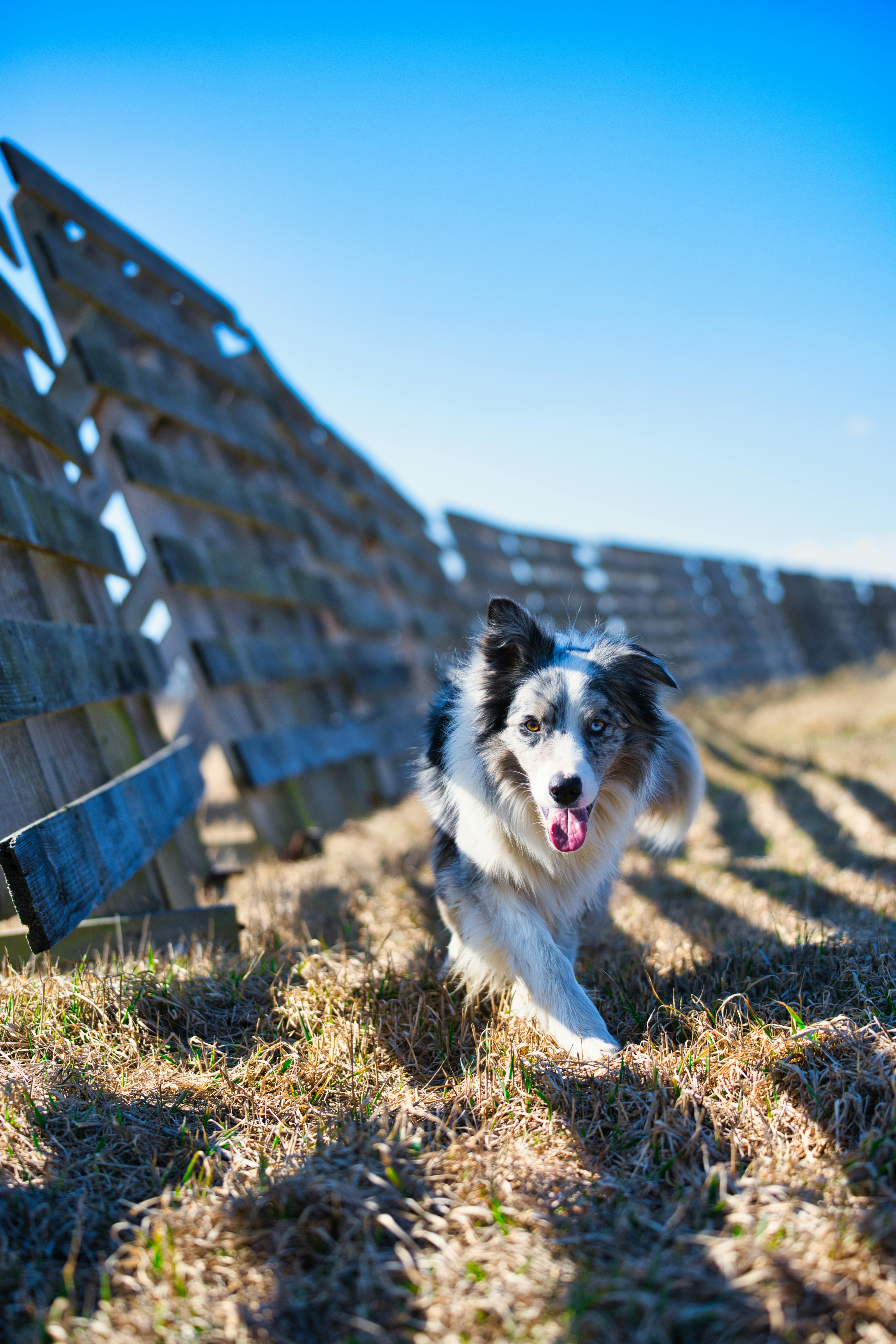 A lively Border Collie running across a field beside a wooden fence on a sunny day in Poprad, Slovakia.