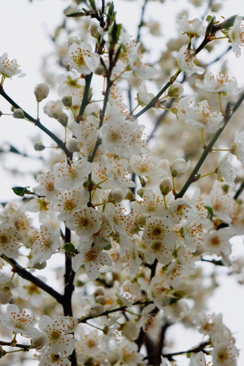 Free Delicate white cherry blossoms in full bloom during springtime. Stock Photo