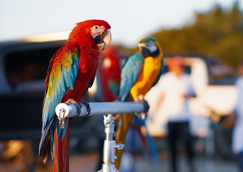 Free Vibrant macaws sitting on a perch in a sunlit outdoor setting, showcasing their bright plumage. Stock Photo