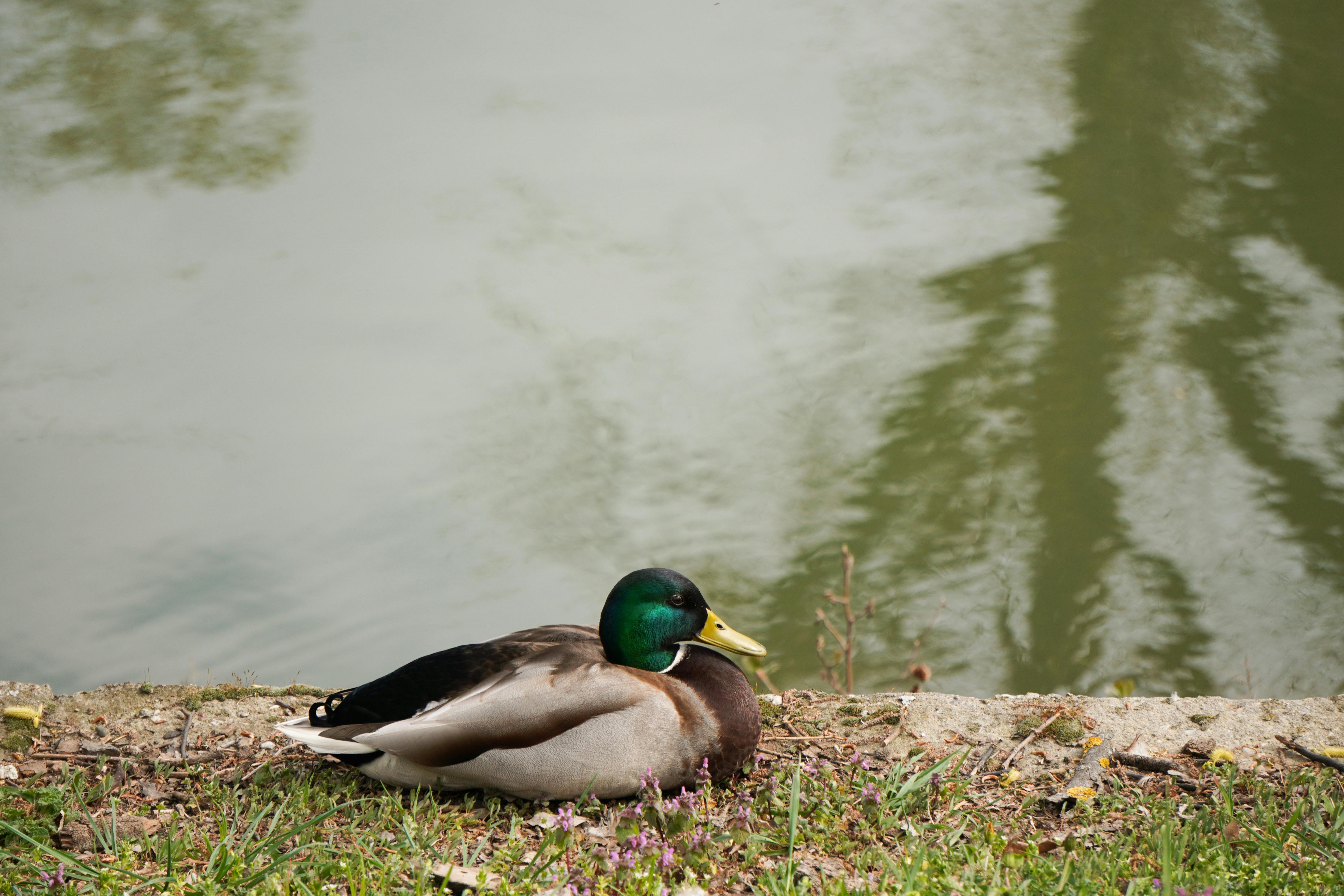 2012 Review of Drake Software — Drake Tax — Photo by Rebecca Becky on Pexels