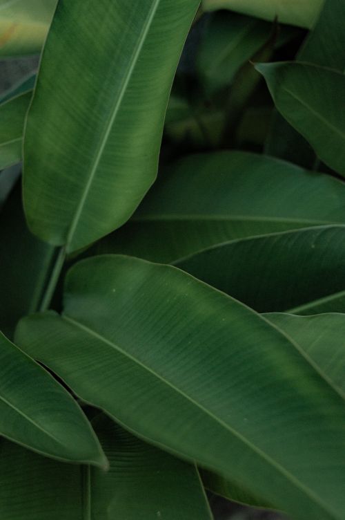 Free Vibrant green banana leaves create a tropical and fresh atmosphere, ideal for nature and plant themes. Stock Photo