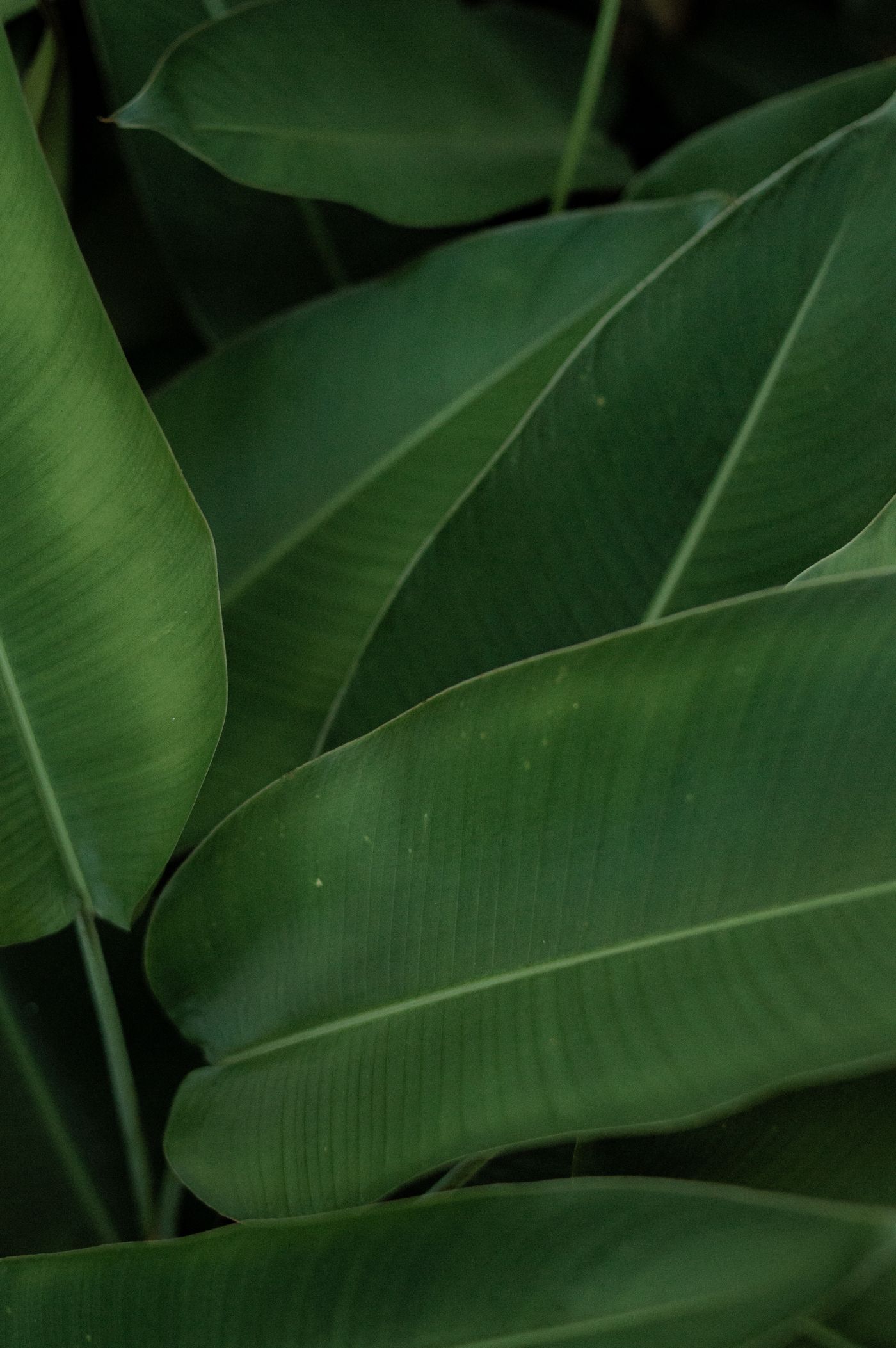 Lush tropical leaves
