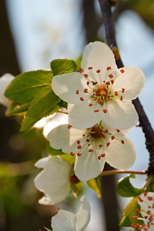 Free A serene close-up of white cherry blossoms with green leaves in springtime. Stock Photo