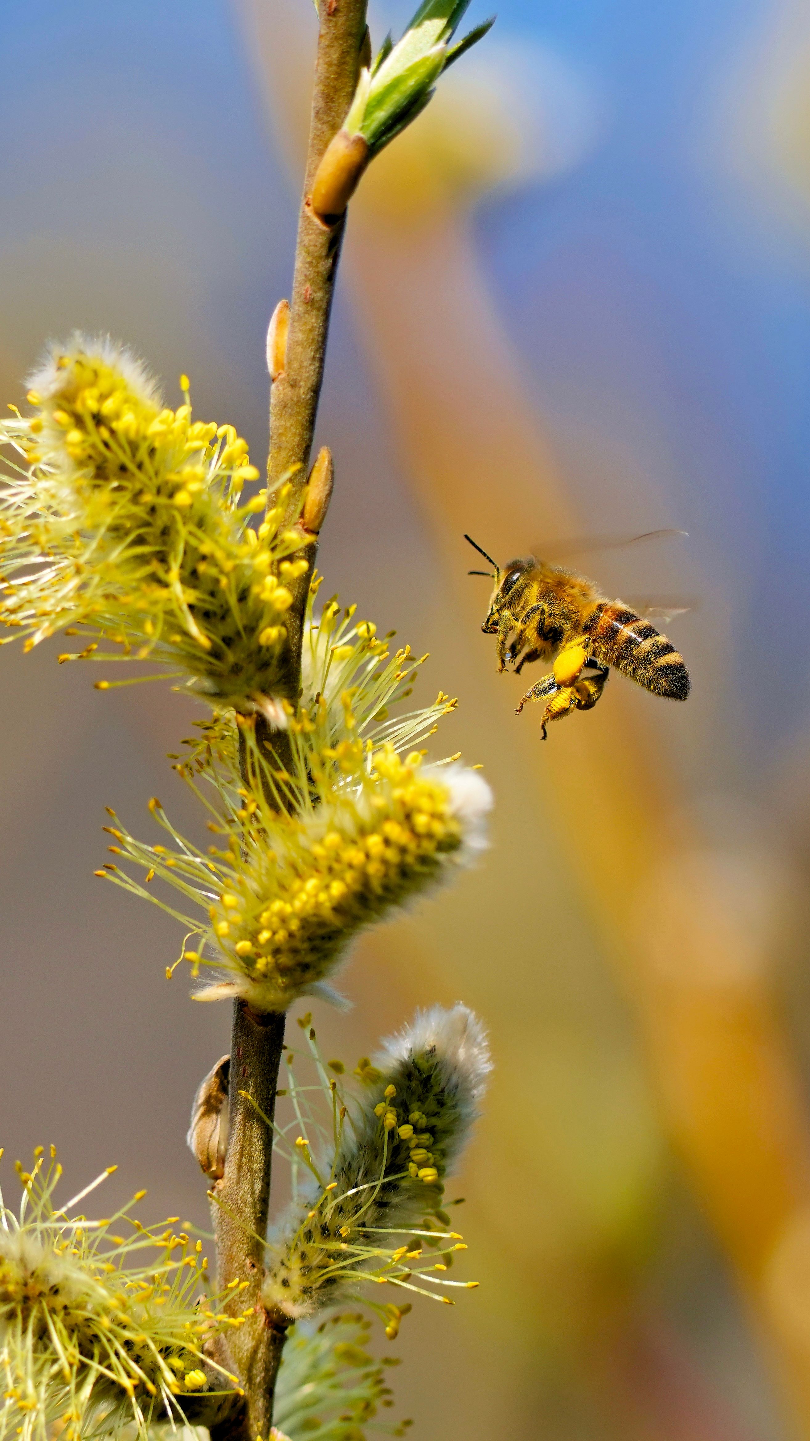 Fotomural Un primer plano de una abeja polinizando gatos de sauce amarillos vibrantes bajo la luz del sol de primavera.