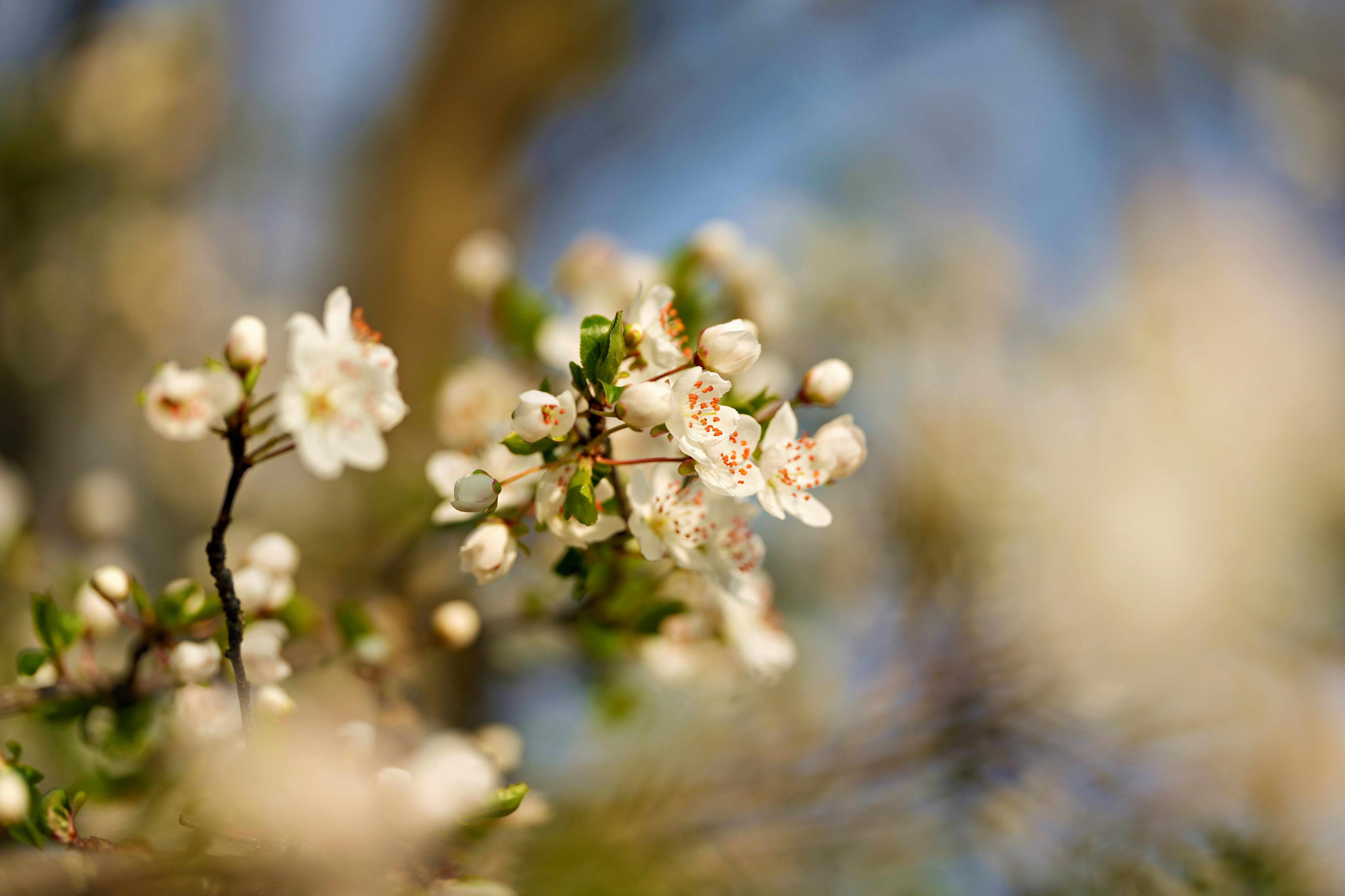 Gratuit Gros plan de délicates fleurs de cerisier en pleine floraison, illustrant la beauté du printemps. Photos