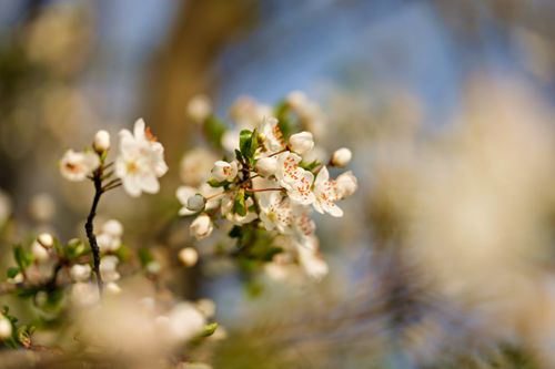 Gratuit Gros plan de délicates fleurs de cerisier en pleine floraison, illustrant la beauté du printemps. Photos