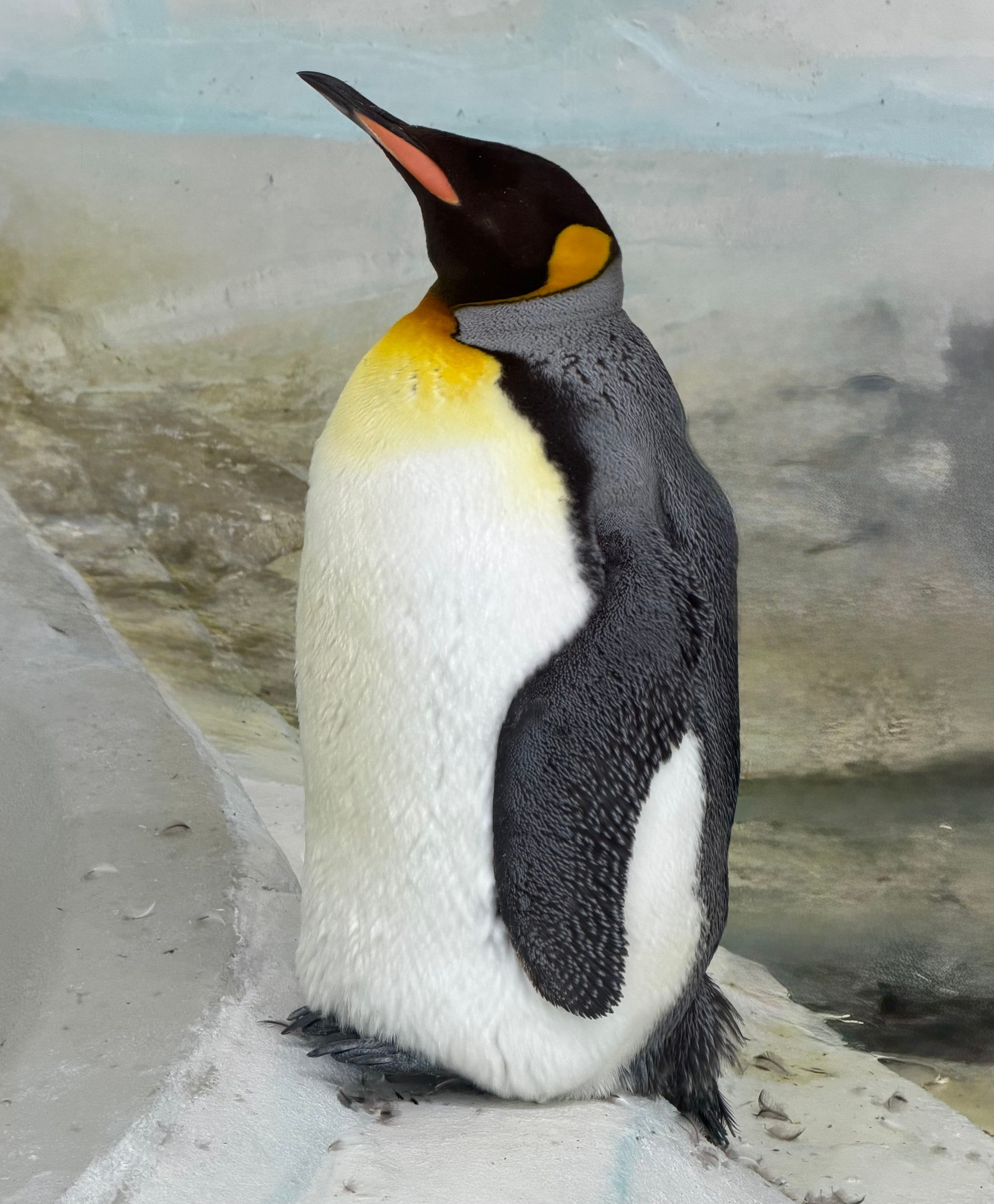 Close-up photo of a king penguin standing on ice, showcasing its vibrant plumage.
