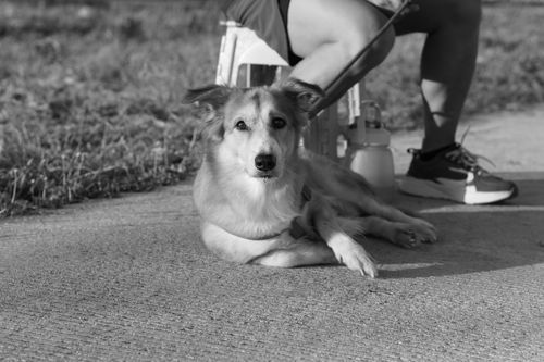 Free A black and white photo of a dog resting on a sidewalk beside a person outdoors. Stock Photo