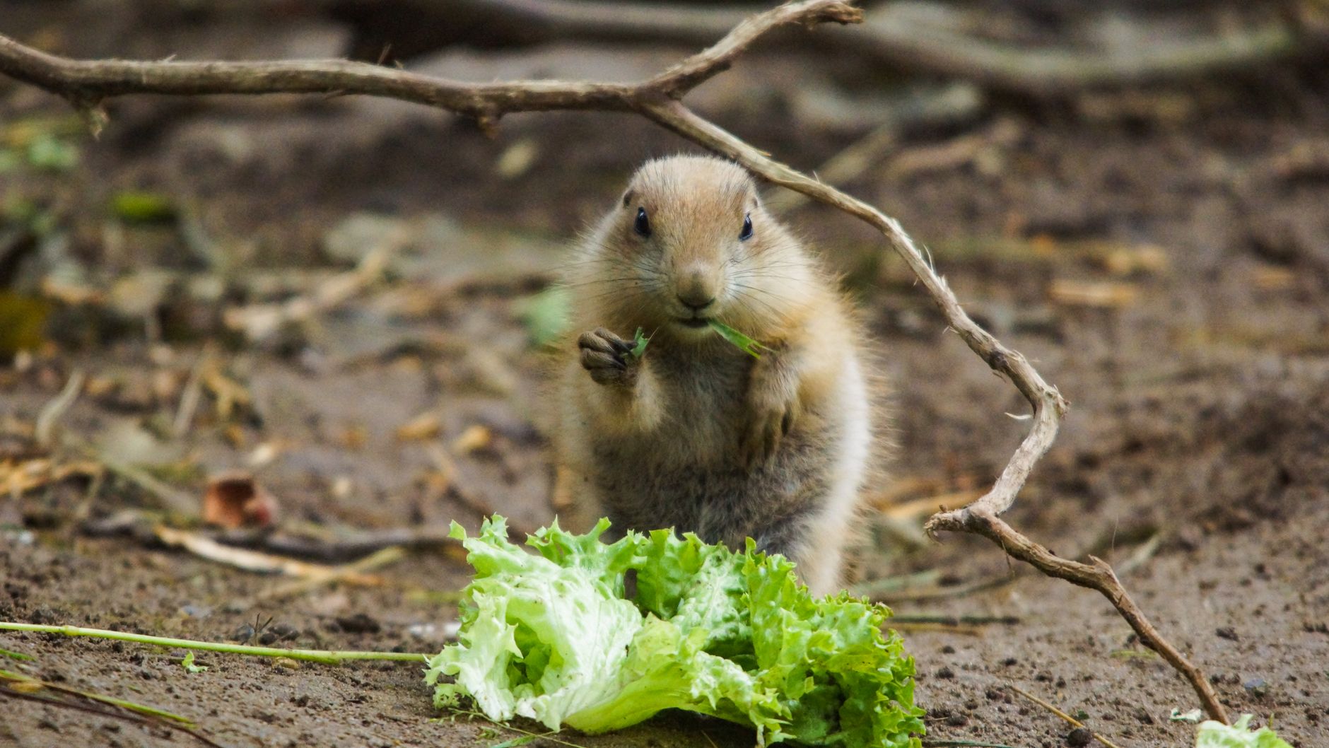 dog eating fresh vegetables