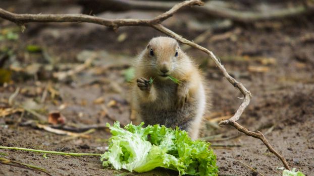 hamster photo
