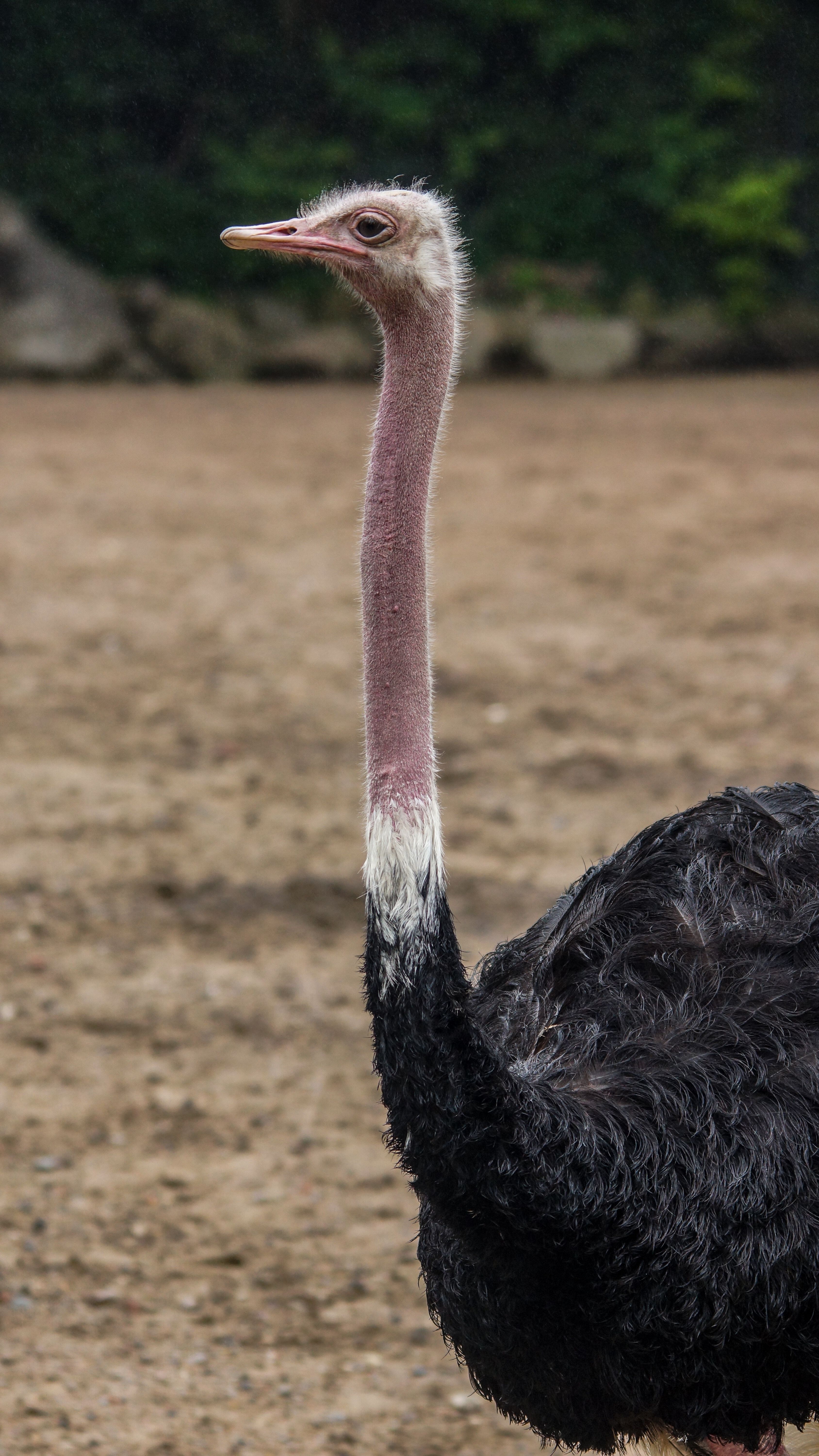 gratis Een close-up van een struisvogel in een buitenomgeving, waarbij zijn lange nek en andere kenmerken goed te zien zijn. Stockfoto