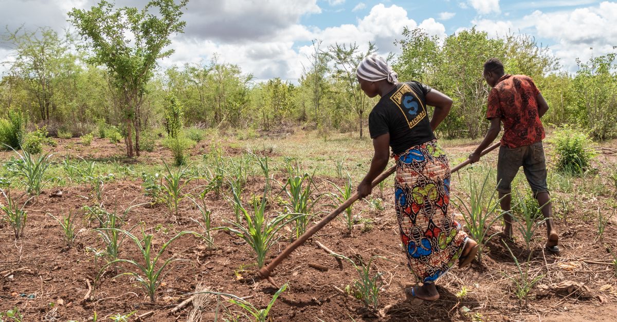 Estrategias para integrar la producción agrícola y la agroindustria en Zambia Estrategias para integrar la producción agrícola y la agroindustria en Zambia