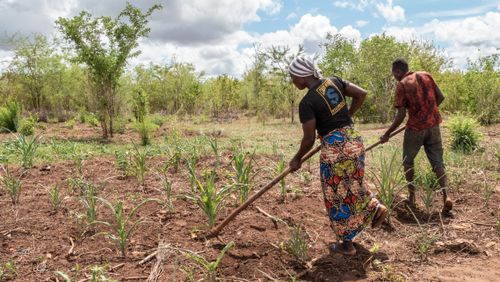 Free Two farmers cultivating crops in an African village landscape. Stock Photo