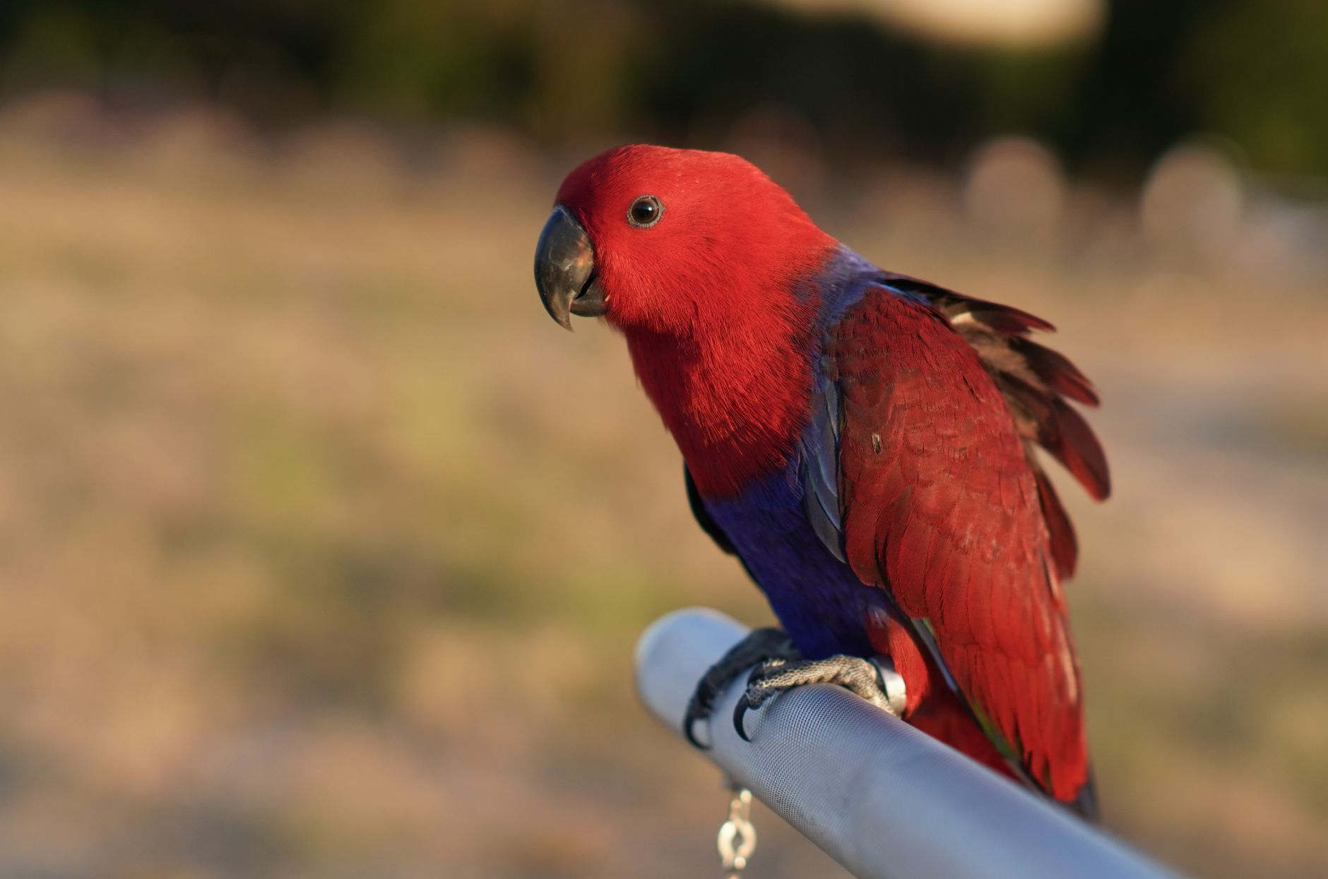Best Parrot Perches for Beak Conditioning (2026) – Durable, Safe, and Effective Options for Stronger Beaks