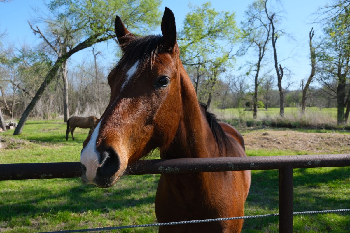 Horse leaning over a pipe fence in a Texas pasture