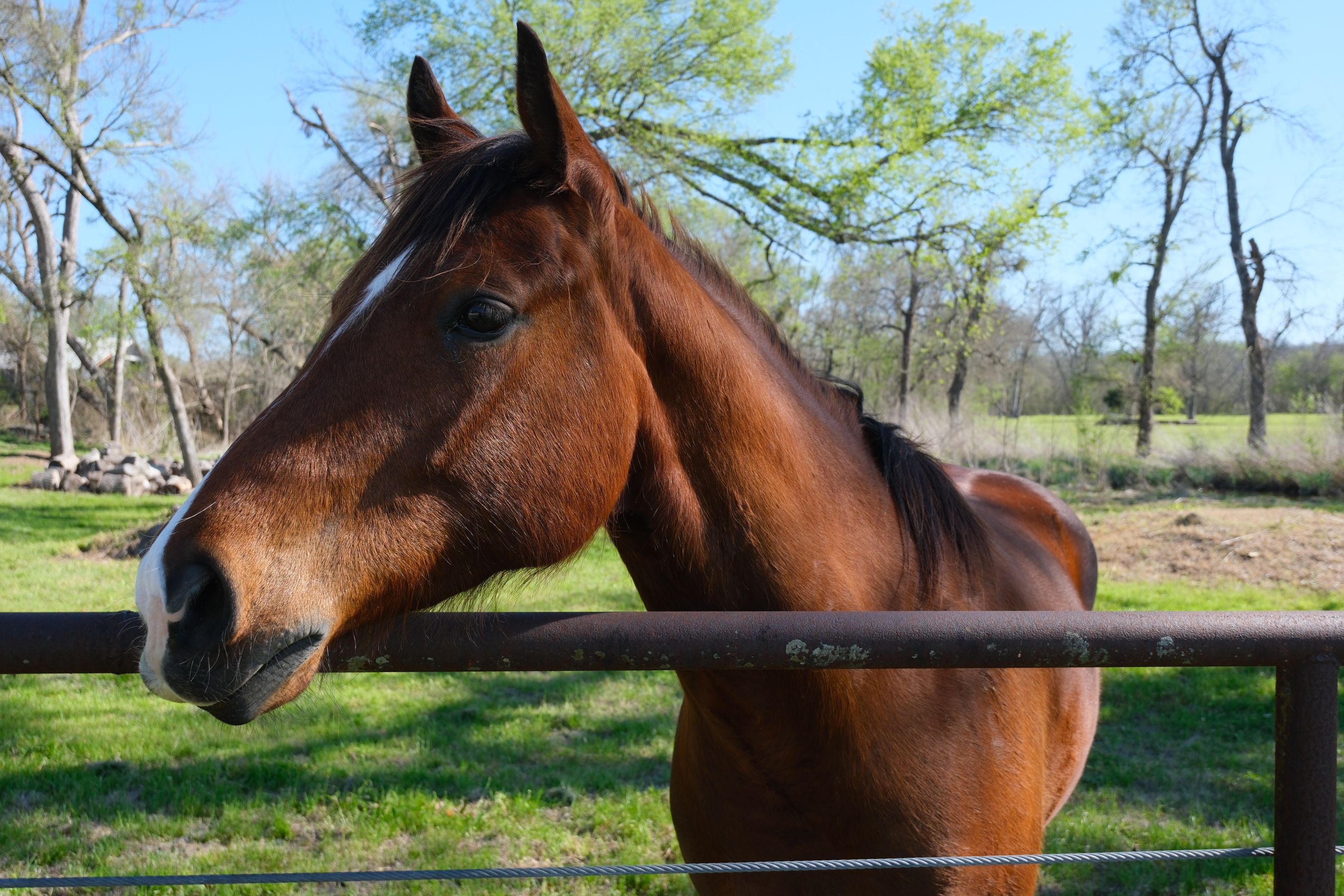Horse grazing by a fence on a Texas ranch