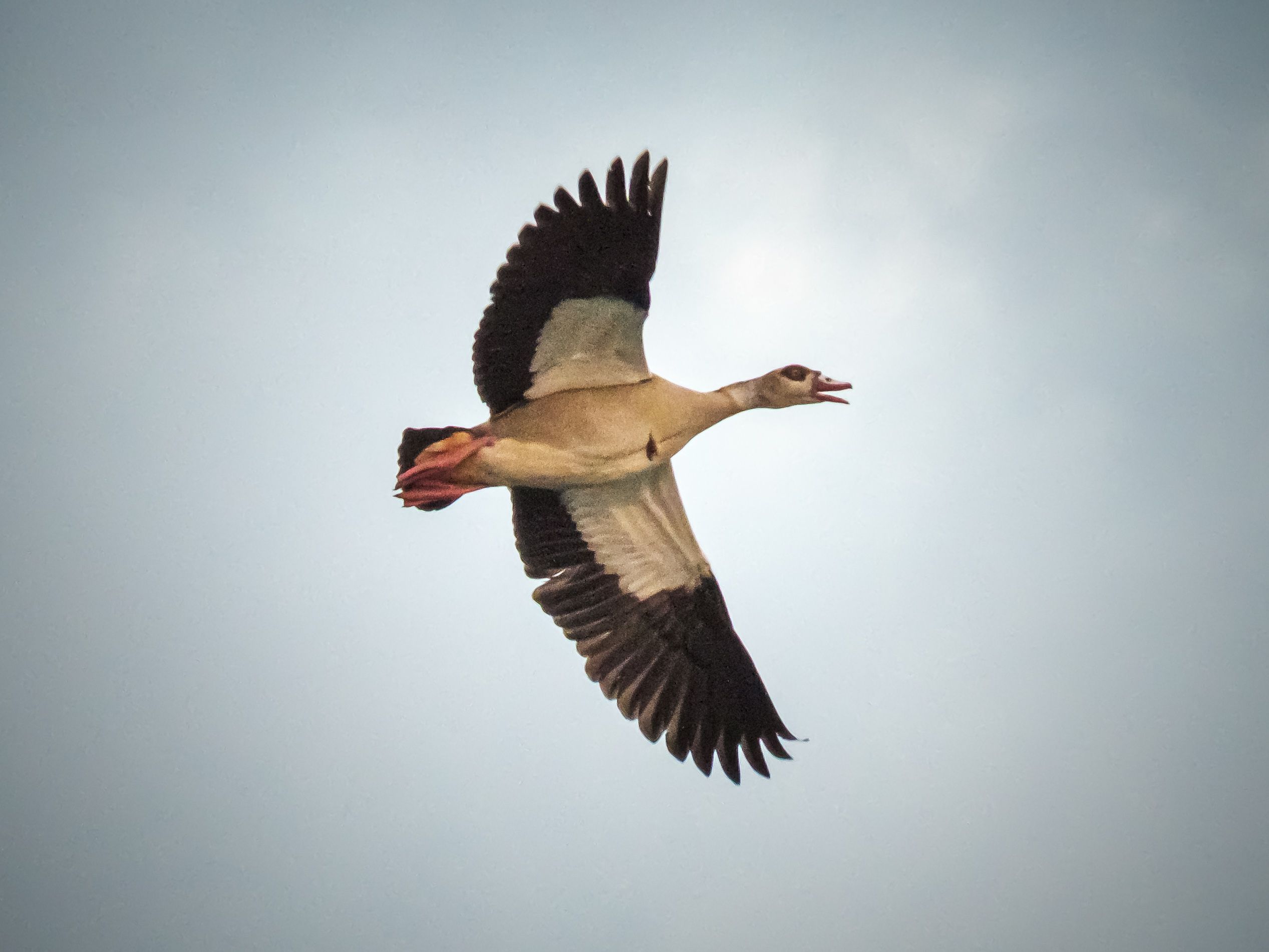 Flying Egyptian Goose in Clear Sky · Free Stock Photo