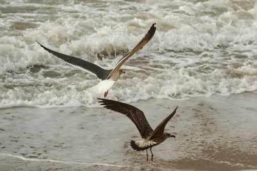 Free Two seagulls gracefully fly above crashing ocean waves on a sandy beach, captured in mid-air. Stock Photo